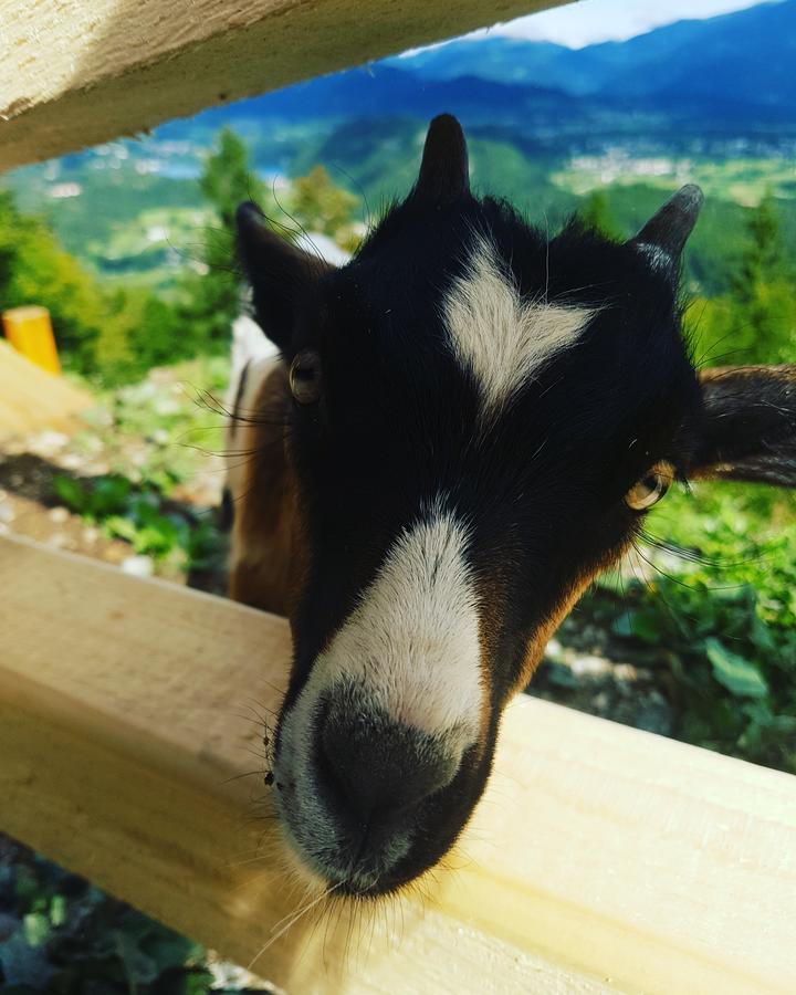 Koca Na Talezu Bed & Breakfast Ribno Dış mekan fotoğraf